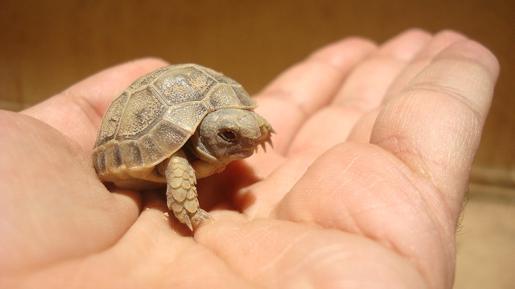 Officer Haskins Saves Lost Baby Tortoise in Heartwarming Act of Compassion