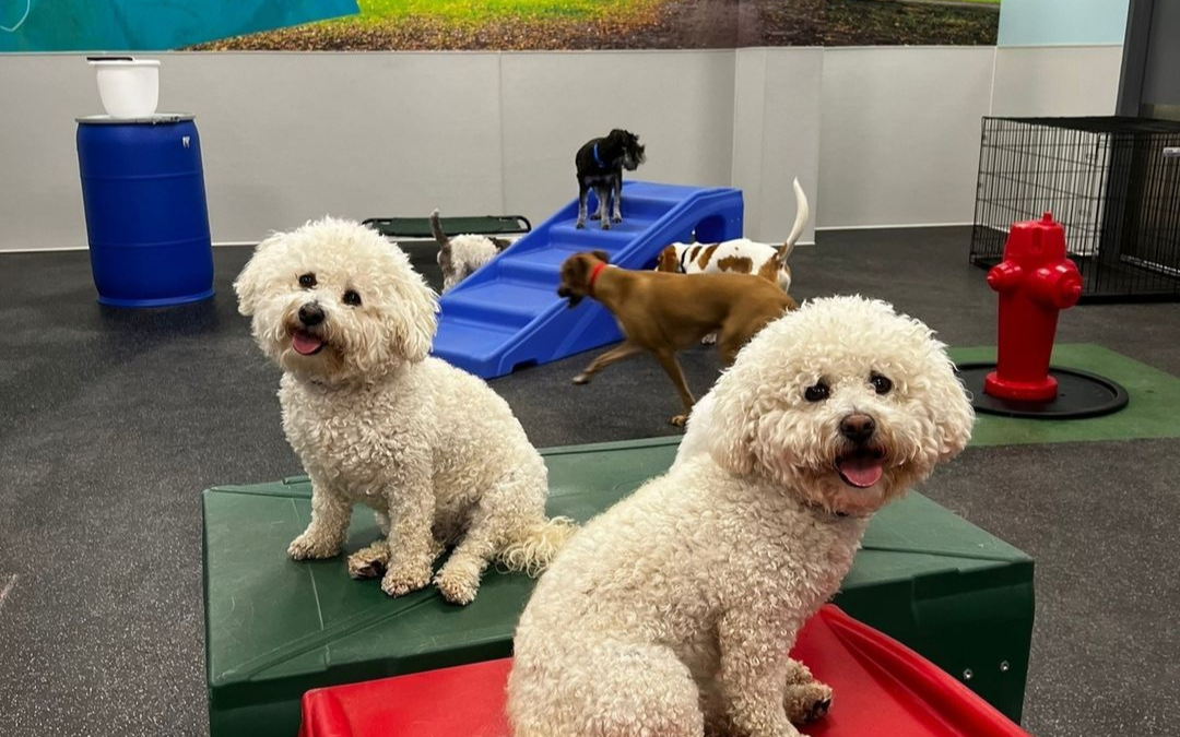 Experience the Highest Quality Open-Play Dog Daycare at Dogtopia of Oro Valley!