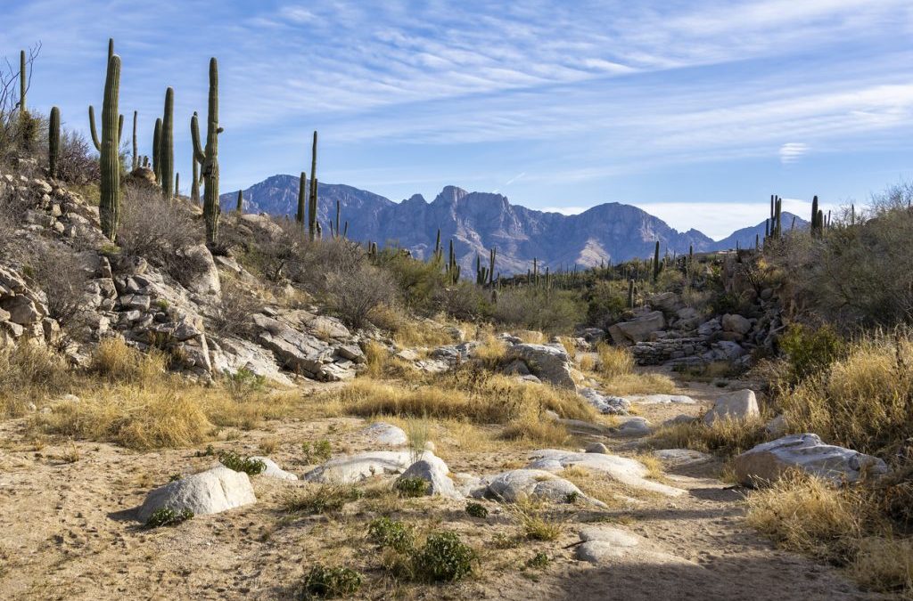 Explore Oro Valley’s Great Outdoors: A Stroll Along the Sentinel Peak Paved Loop