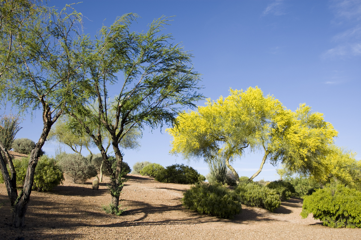 Oro Valley in Spring: The perfect time to explore the outdoors and enjoy local events.