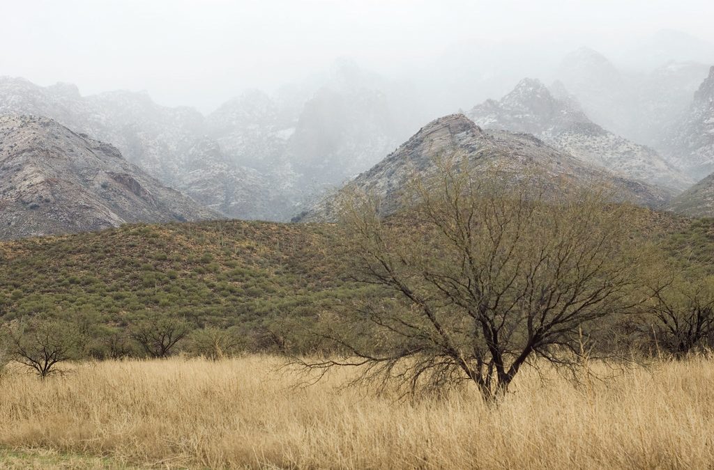 Oro Valley’s Milestone: Celebrating 50 Years of Community and Culture