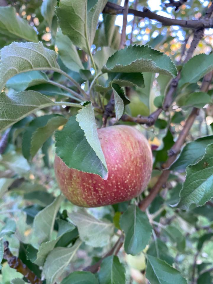 Howard's Orchard in Arizona