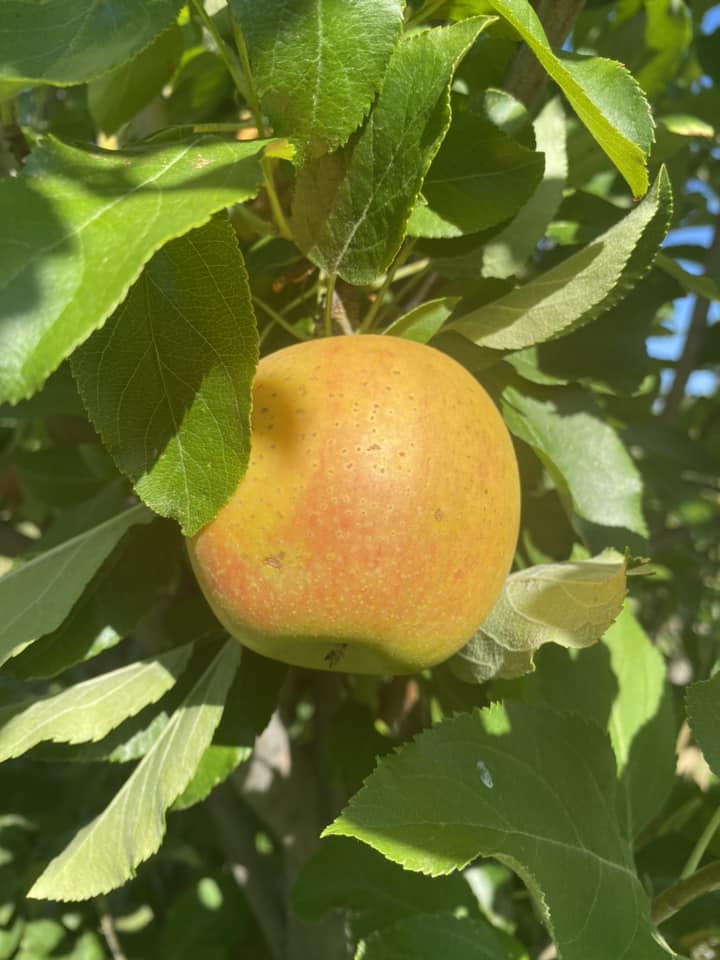 Howard's Orchard in Arizona