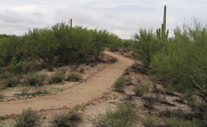 Discovering the Beauty of Panorama Trails: A Gateway to Sonoran Desert Adventures