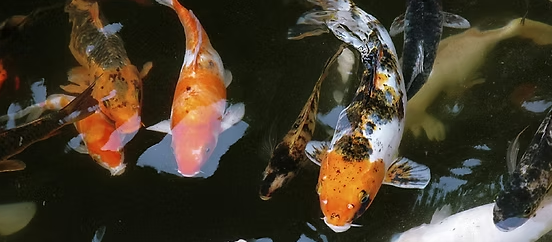 Tucson Cactus and Koi in Oro Valley, AZ