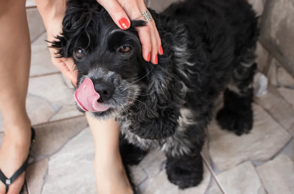 Pima Pets in Oro Valley, AZ